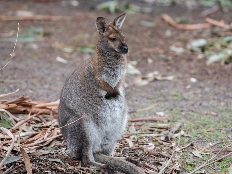 Wallaby standing on a ground