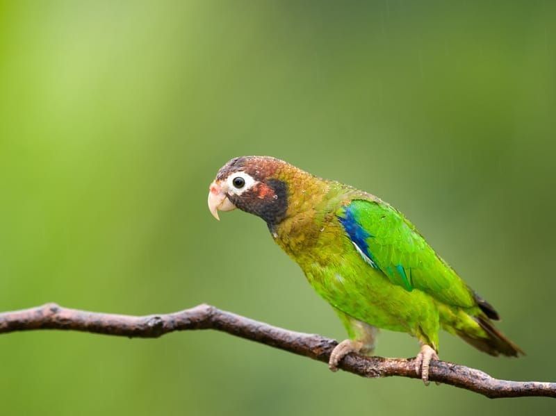 Brown hooded parrot perched on a branch