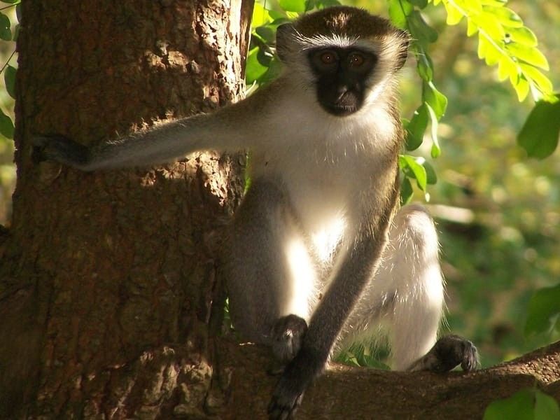 Vervet Monkey sitting on a tree