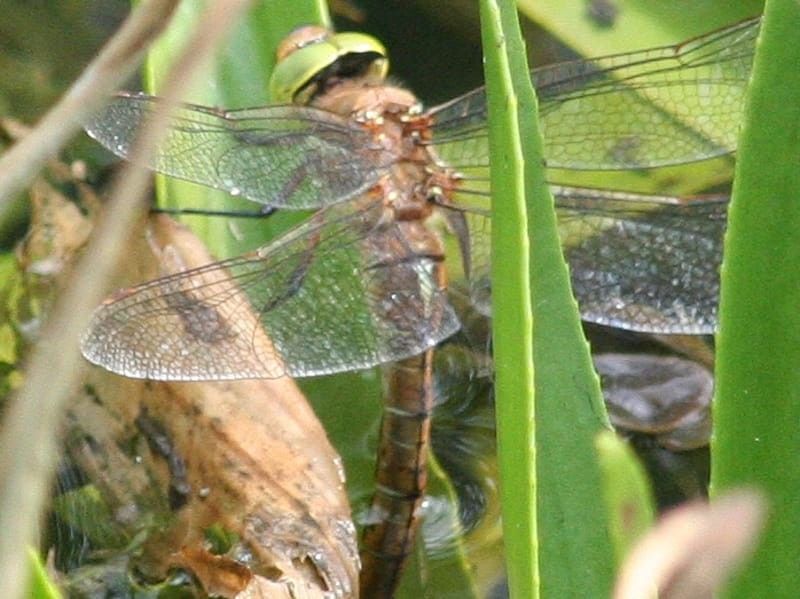  Norfolk hawker is a dragonfly that has a brown body clear wings