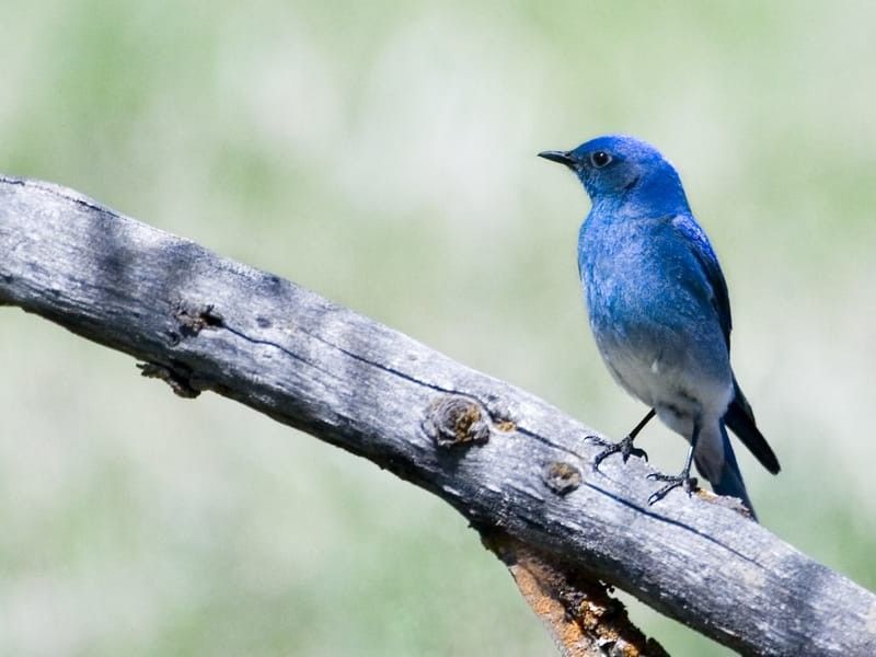 Mountain Bluebird perched on a branch