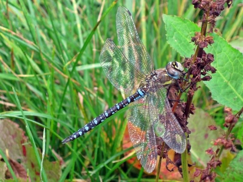 Migrant hawkers have a body coloration of blue, black, yellow, and brown.