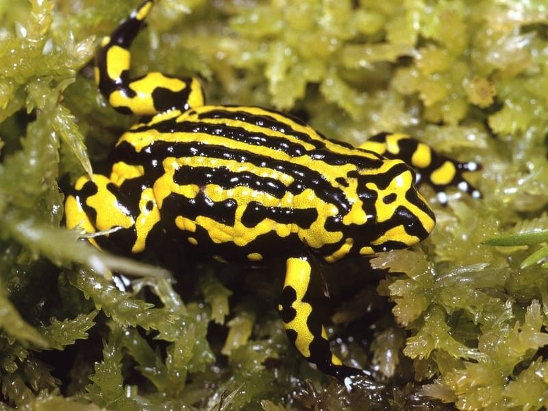 Southern corroboree frogs have yellow and black stripes coloration.