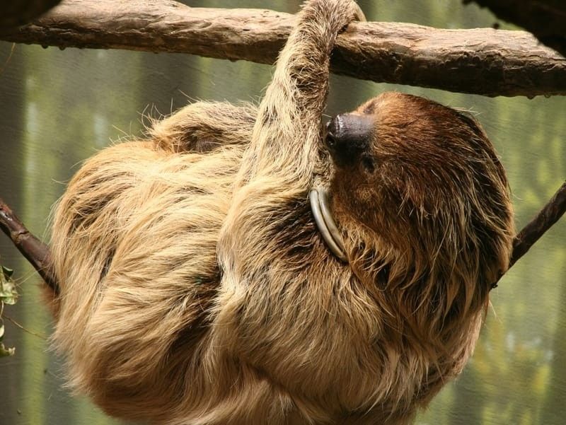 Two-Toed Sloth hanging by a tree 