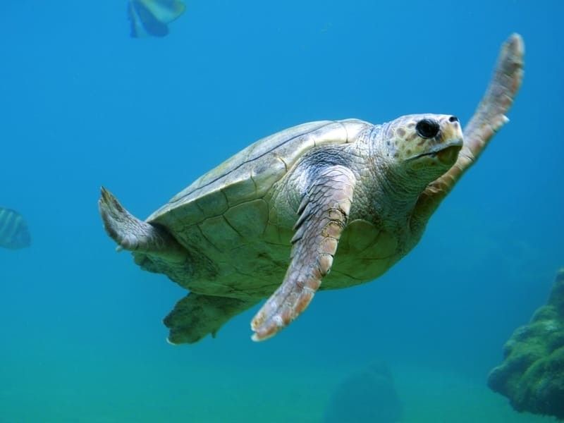 Turtle swimming in water