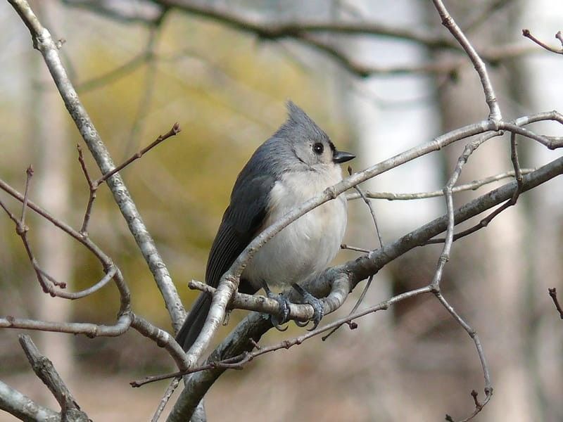 Tufted Titmouse perched on a branch