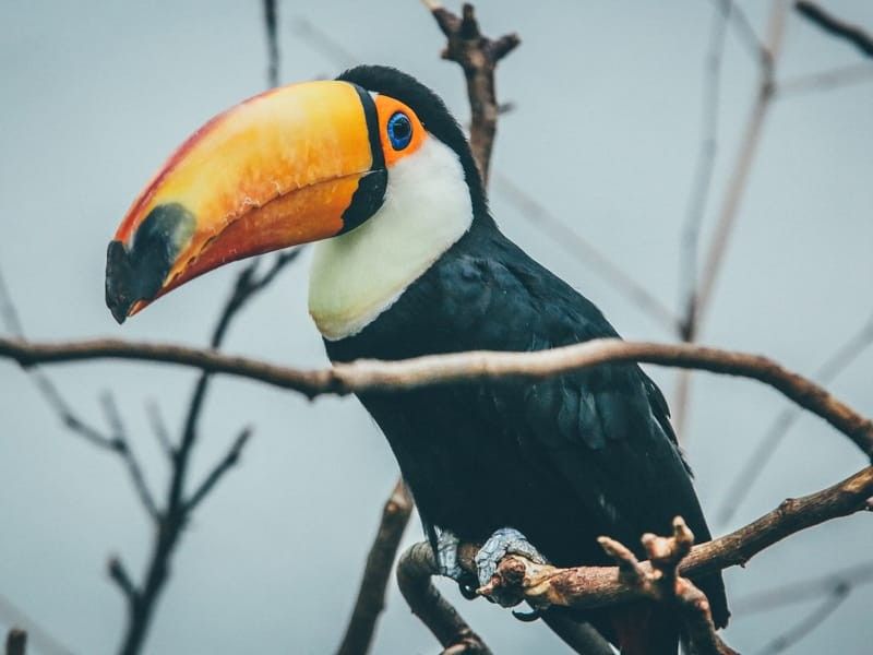 Toucan perched on a branch