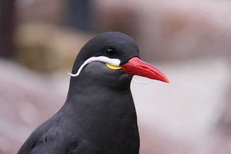 The face of an Inca Tern.