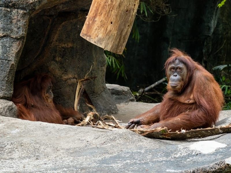 Sumatran orangutan (Pongo abelii), one of the three species of orangutans.