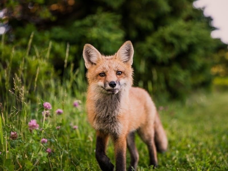 Swift Fox walking in meadow