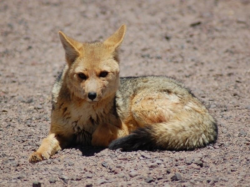 South American Fox sitting on ground
