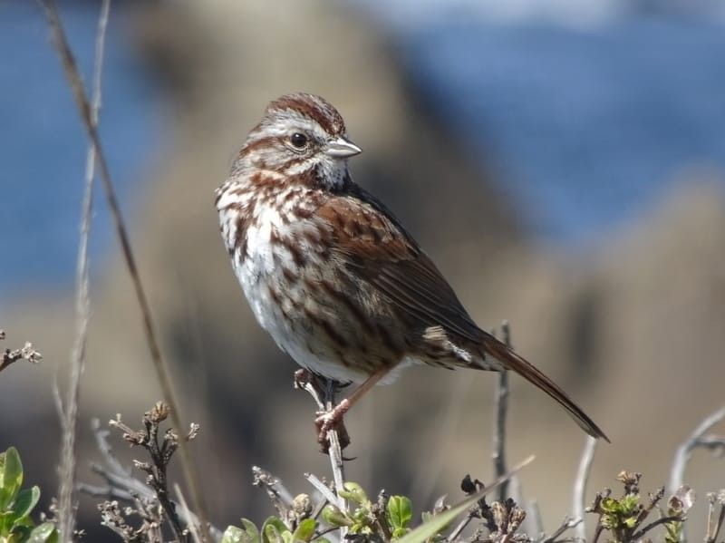 Song Sparrow perched on a twig