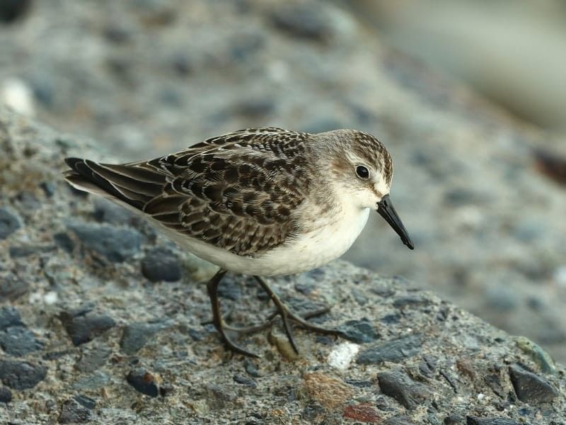 A semipalmated sandpiper on a rocky surface.