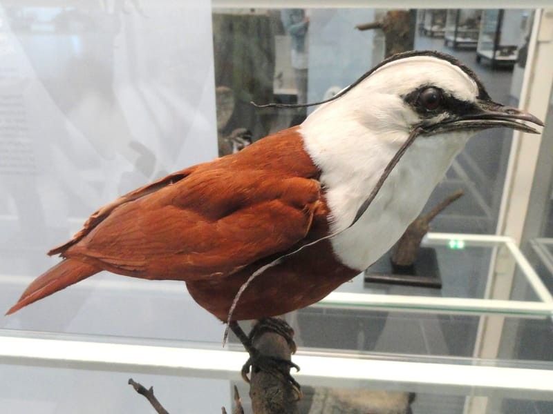 Three-wattled Bellbird exhibit in a museum
