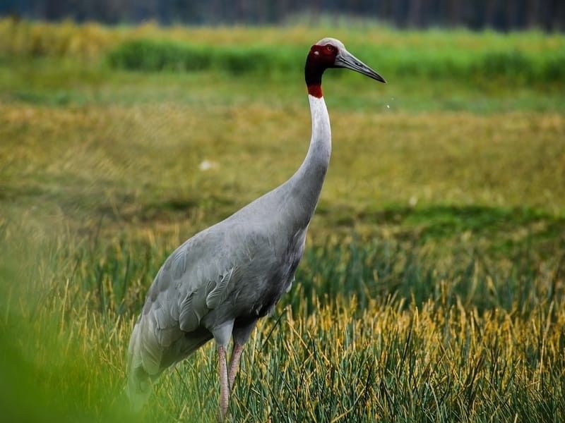 A Sarus crane in the grass.