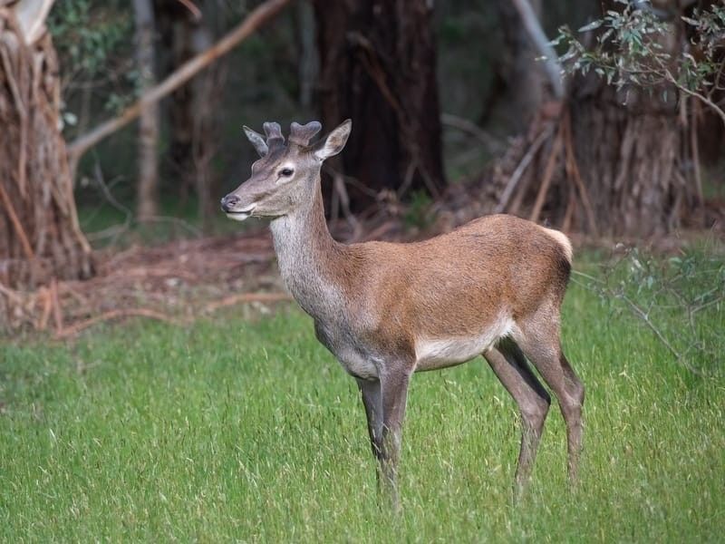 A Sambar Deer in a field.
