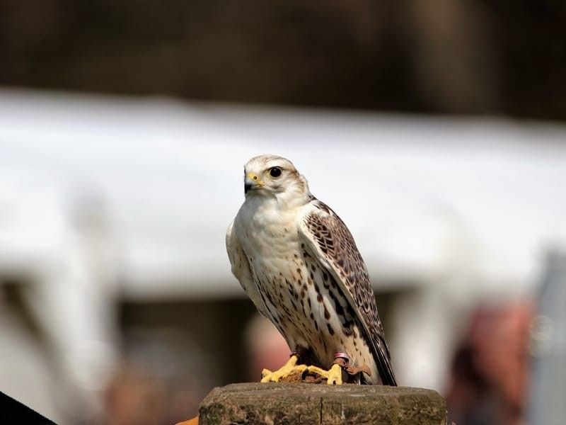 A saker falcon.