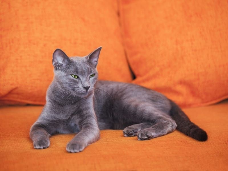 Russian Blue Cat on an orange sofa