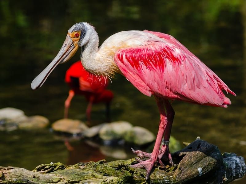 Roseate Spoonbill standing on a rock 