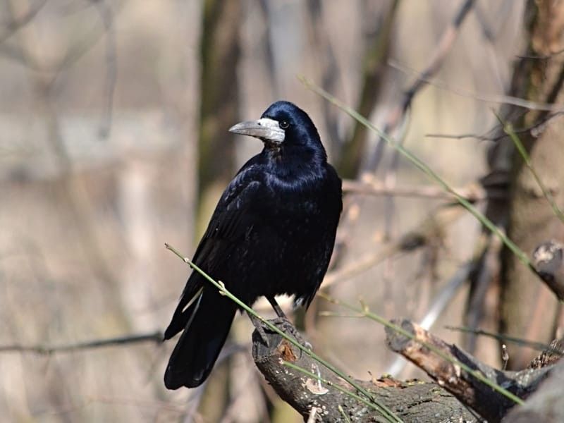 A Rook bird perched on a dead branch.