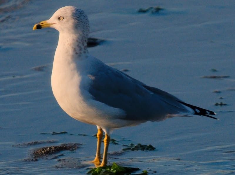 A ring-billed gull on a beach.