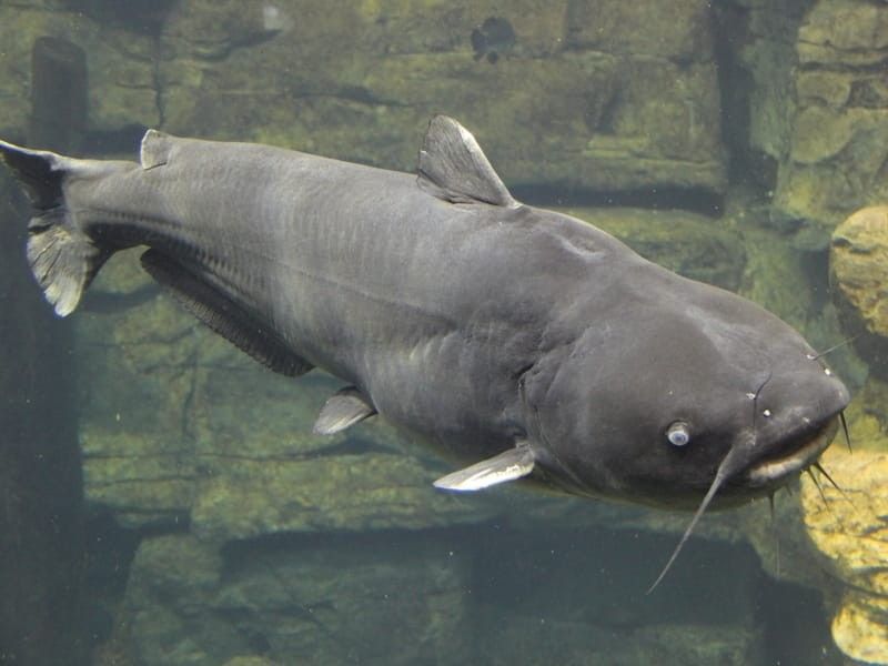 Underwater view of a blue catfish.