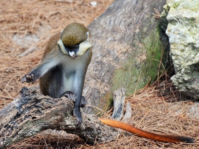 A Red-Tailed Monkey.
