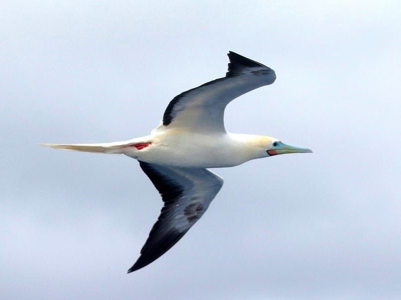 A red-footed booby flying in the sky.