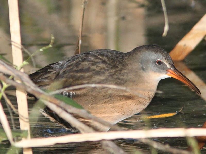 Rail Bird walking in shallow water