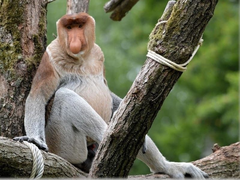  Proboscis Monkey sitting on a tree
