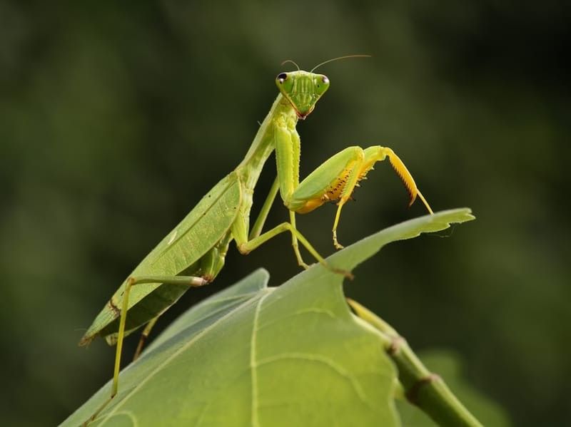 Praying Mantis on a leaf