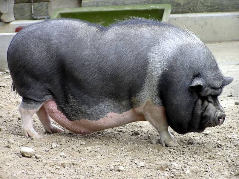 Pot Belly Pig