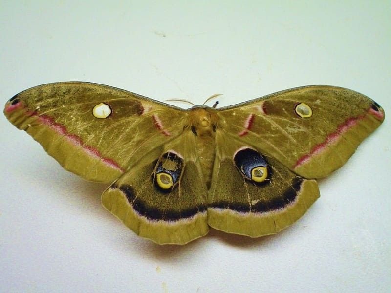 A Polyphemus Moth on a white background.