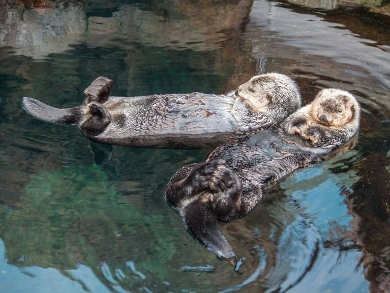 An otter couple relaxing in water