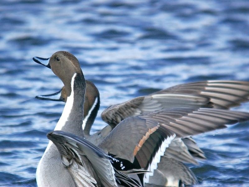 Northern Pintails in water, ready to fly.