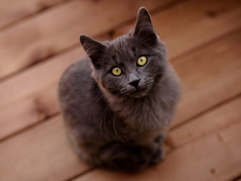 Nebelung Cat looking up in the camera