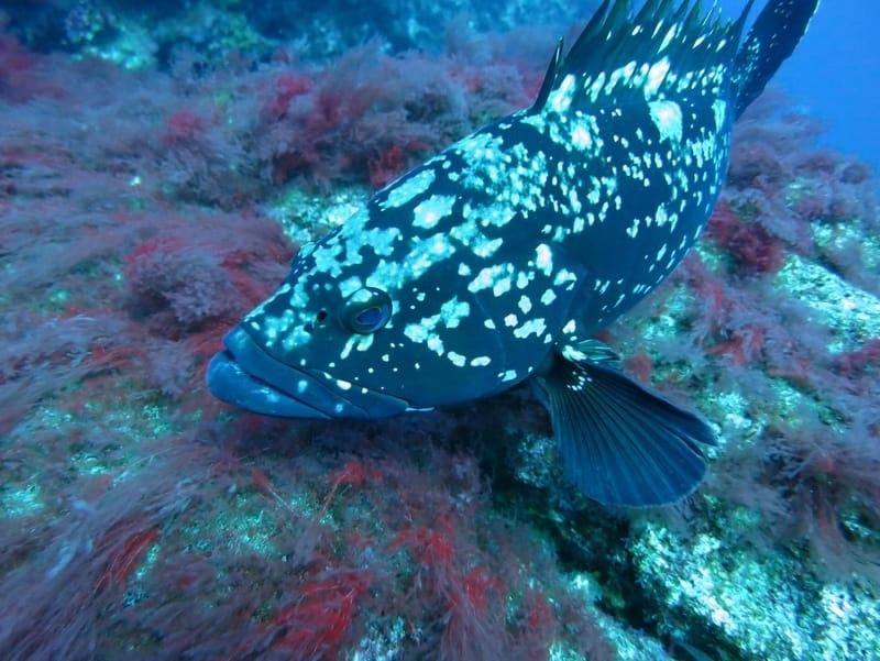 Grouper fish swimming above corals