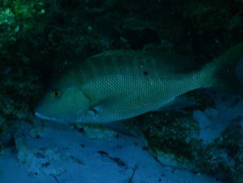Underwater view of a mutton snapper hiding in a reef.