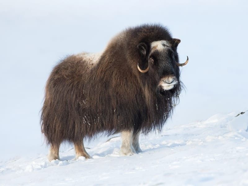 Musk Ox standing in snow