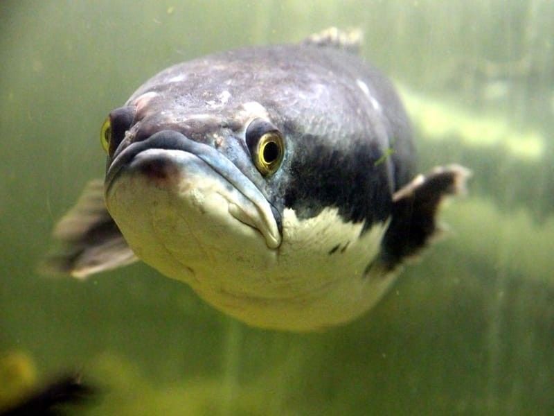 Underwater view of a snakehead mudfish.