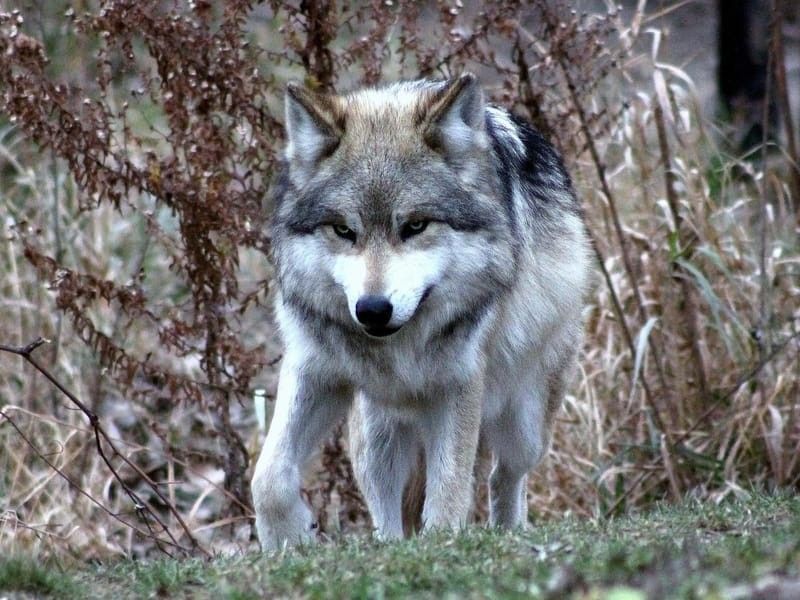 Mexican Wolf walking in a forest
