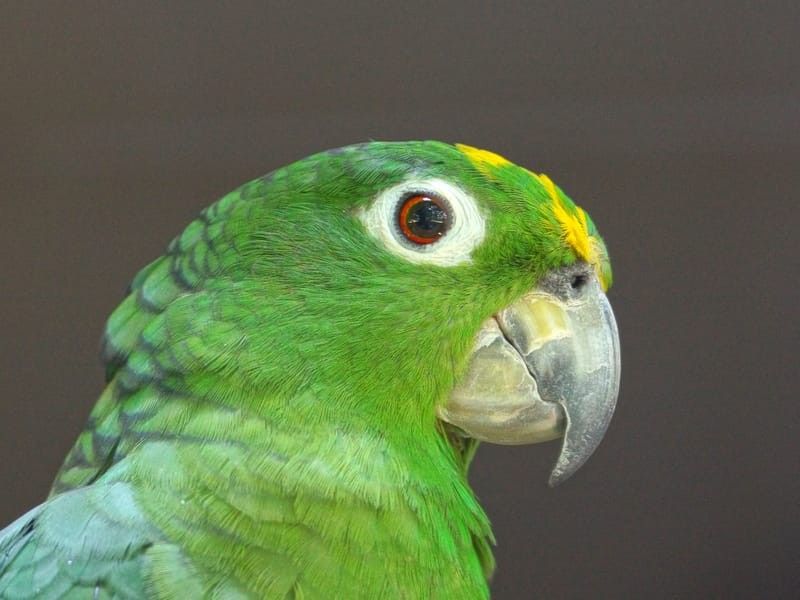 Close up of Mealy Parrot