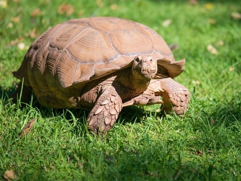 Marginated Tortoise on grass