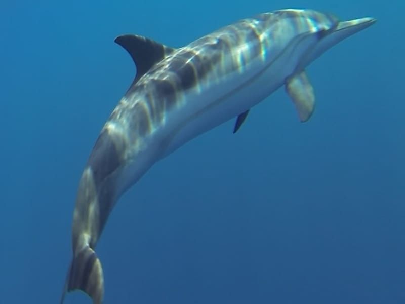 Underwater view of a striped dolphin.