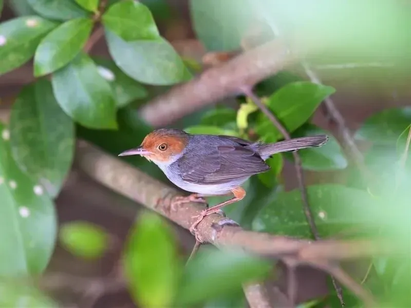 A common tailorbird on a branch.