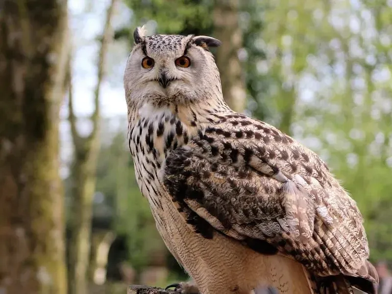 Japanese Scops Owl 