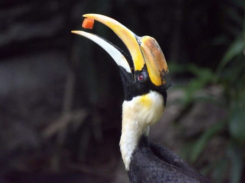 A great hornbill with a piece of food in between its beak.