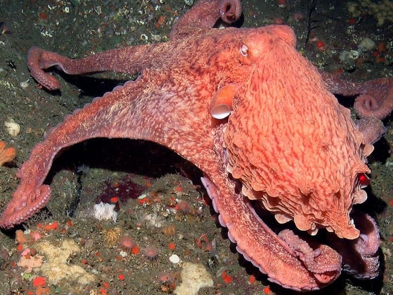 Giant Pacific Octopus.