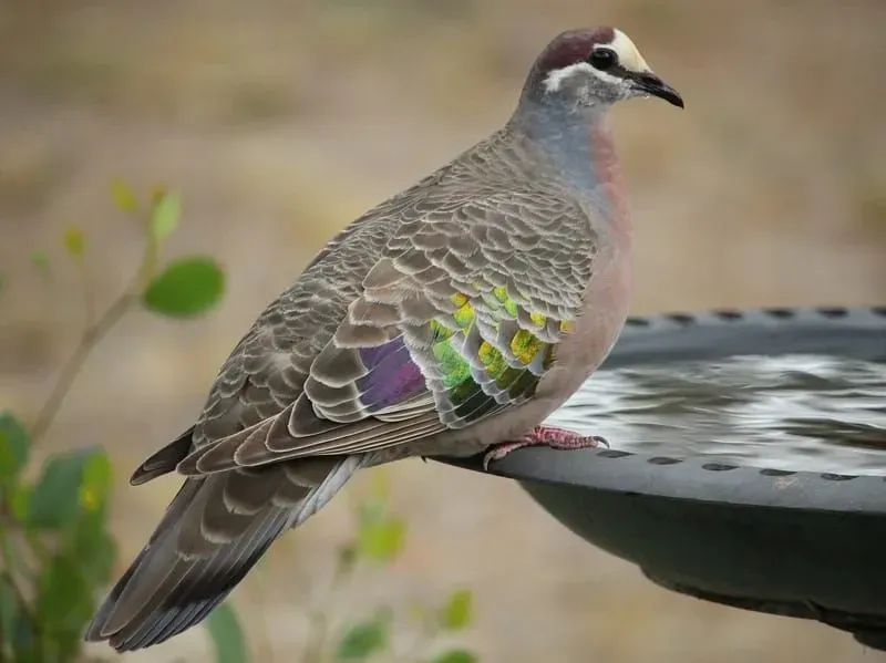 A Common Bronzewing.