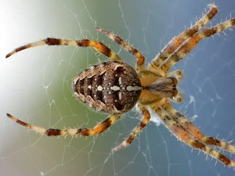 orb-weaver spider,